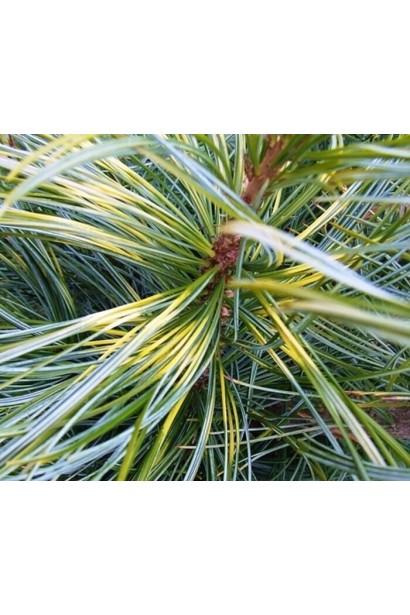 Сосна густоквіткова Окулус Драконіс на штамбі хвоя